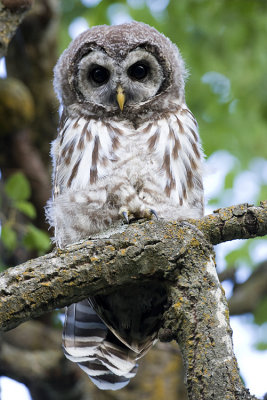barred owl 071908IMG_1122