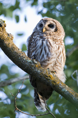 barred owl 071908IMG_1200