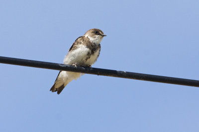 bank swallow 072008IMG_1951