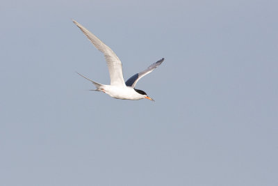 forsters tern 071708IMG_0720