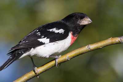 rose-breasted grosbeak 071708IMG_0105