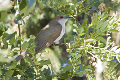 black-billed cuckoo 072008IMG_1912