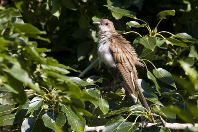 black-billed cuckoo 072008IMG_1522