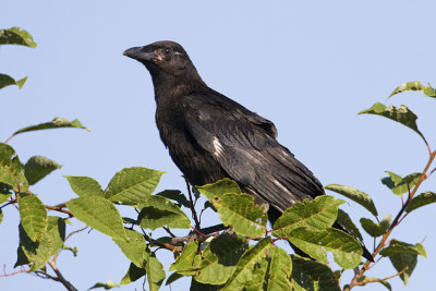 american crow 072508IMG_2162