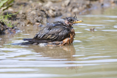 american robin 072708IMG_1625