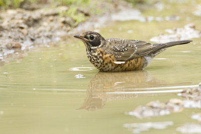 american robin 072708IMG_1962