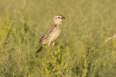 bobolink 072508IMG_3333