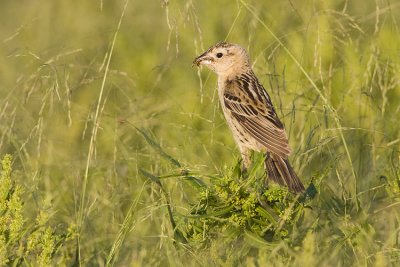 bobolink 072508IMG_3359
