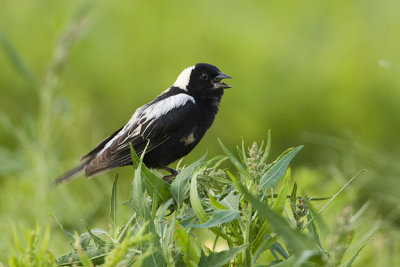 bobolink 072608IMG_1303