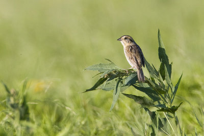 nelson's sharp-tailed sparrow 072508IMG_3203