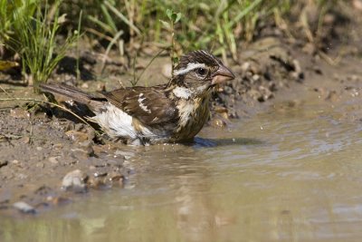 rose-breasted grosbeak 072708IMG_1546