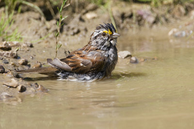 white-throated sparrow 072708IMG_1741