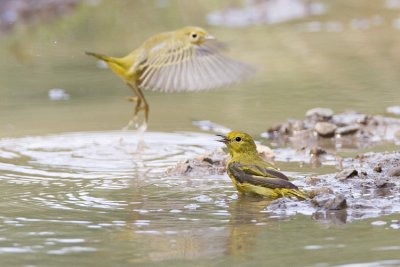 yellow warbler 072708IMG_1867