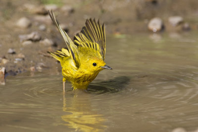 yellow warbler 072708IMG_1392