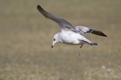 ring-billed gull 101408_MG_0029