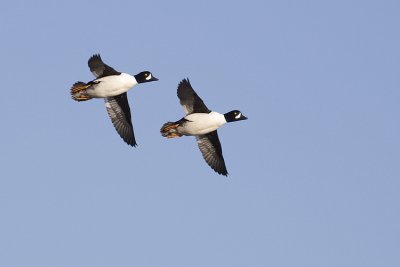 barrow's goldeneye 101908_MG_3100