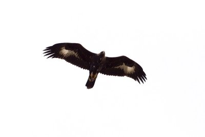 golden eagle 101808_MG_1976