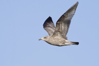 herring gull 101608_MG_0860