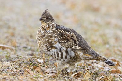 ruffed grouse 101908_MG_2083