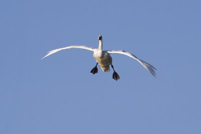 tundra swan 101908_MG_3044