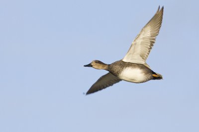 gadwall 102408_MG_4385