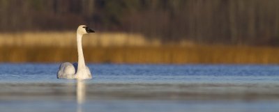 tundra swan 102608_MG_5854