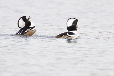 hooded mergansers 110208_MG_8397