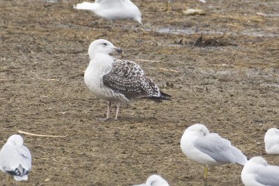 great black-backed gull 110708_MG_9583