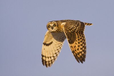 short-eared owl 120708_MG_5211