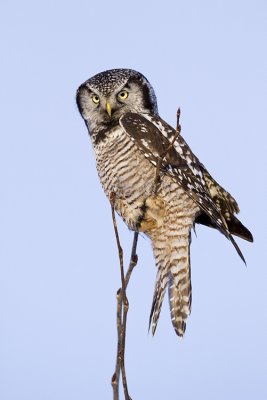northern hawk owl 121308_MG_5484