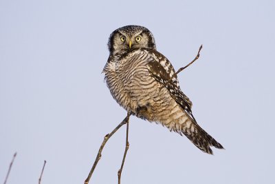 northern hawk owl 121308_MG_5508