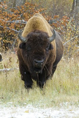 bison 101109_MG_5209