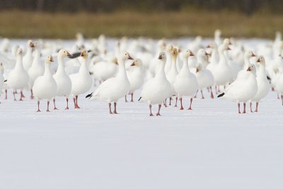 snow geese 101209_MG_6802