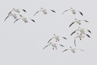 snow geese 101209_MG_6874