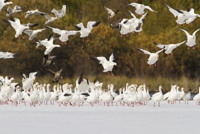 snow geese 101209_MG_7630