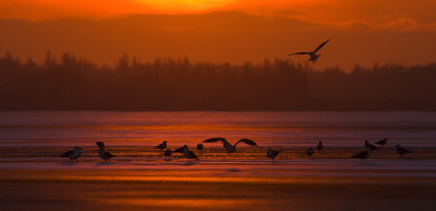 gulls 101509_MG_8752