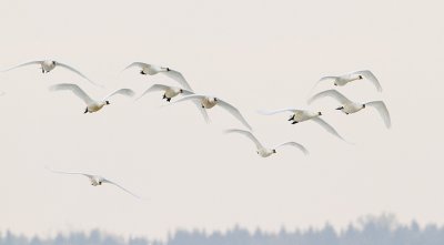 tundra swans 101509_MG_8197