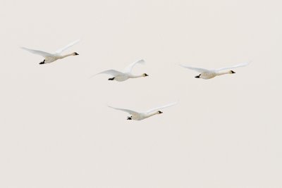 tundra swans 101509_MG_8204