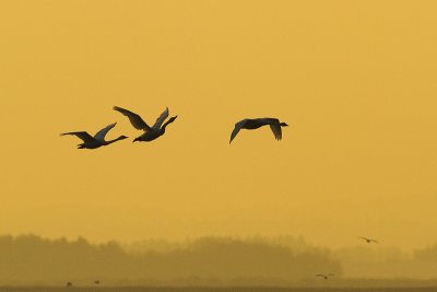 tundra swans 101509_MG_8343