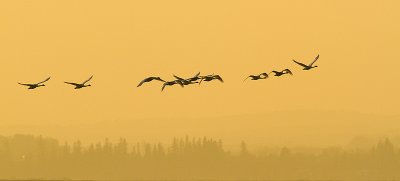 tundra swans 101509_MG_8391