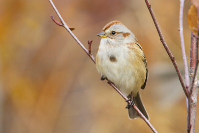 American Tree Sparrows