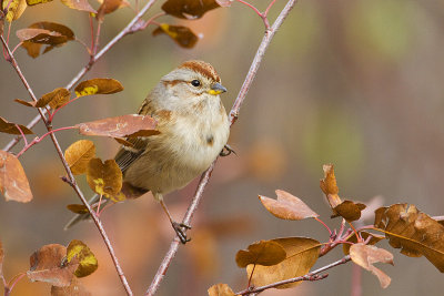 american tree sparrow 101909_MG_3338