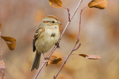 american tree sparrow 101909_MG_3458