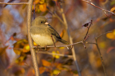 dark-eyed junco 102009_MG_3610