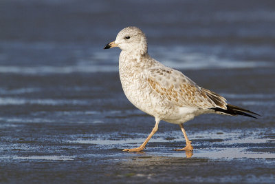 ring-billed gull 101809_MG_1446