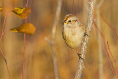 american tree sparrow 102409_MG_4637