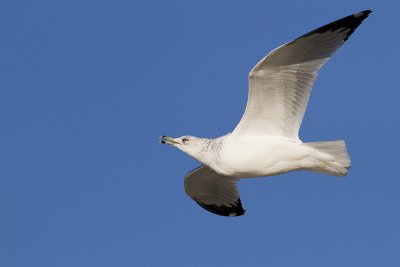ring-billed gull 102209_MG_3725