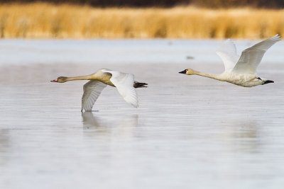 tundra swans 102209_MG_3838