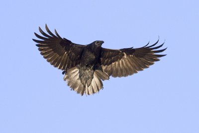 common raven 110109_MG_7545