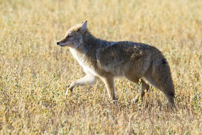 coyote 110109_MG_7347